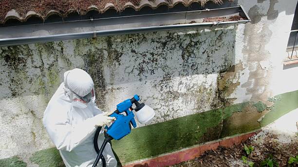 Top rated local Mold Inspection And Testing specialists in Henderson, MD